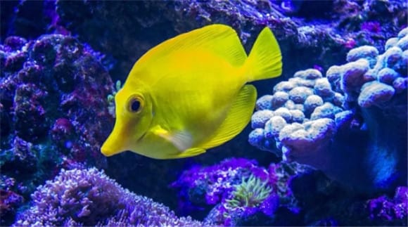 Seawater The breeding method of yellow foxfish