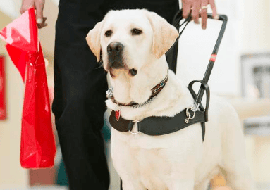 Do guide dogs need to buy a ticket for taking the high-speed rail?