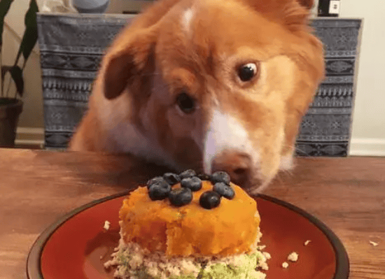 Can dogs eat cake? 