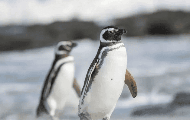 Secret facts about penguins! I never thought they have this side