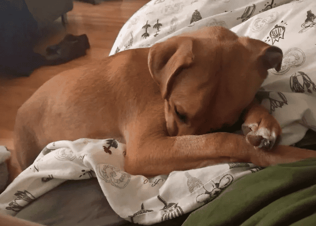 Dogs will do these things after you fall asleep. It means you didn't raise it in vain