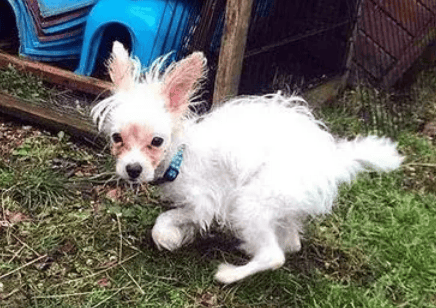 Deformed dog, white dog, small white stray dog