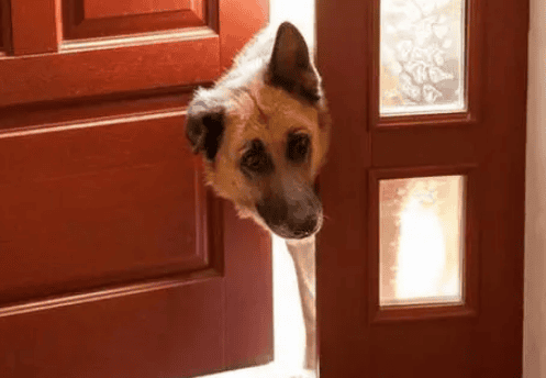 Open the door, the dog 