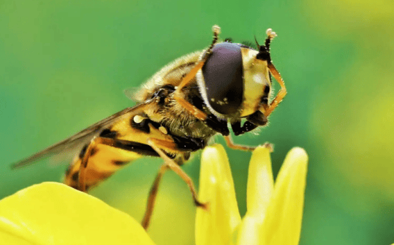 The lifestyle and characteristics of bees, different bee species have specific Division of labor