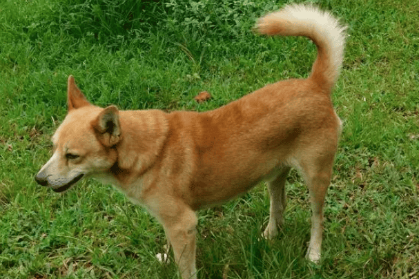 The best pictures of Guangxi native hounds