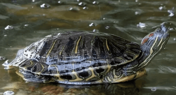 How to judge whether a turtle is healthy? You can start from these 4 points