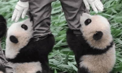 Giant pandas are obviously very powerful, but why do we always see cute ones?