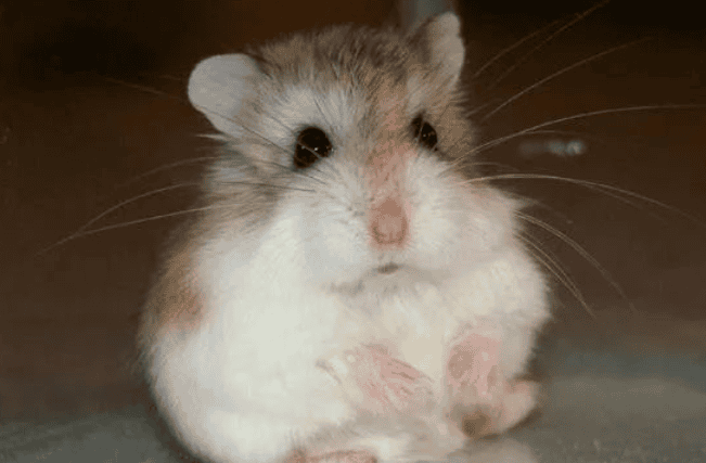 Ten little taboos about raising hamsters. Attention for those who feed hamsters