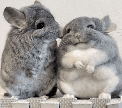 Family members, who knows! It turns out that raising a chinchilla is so simple