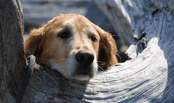 6 major signs that your dog 