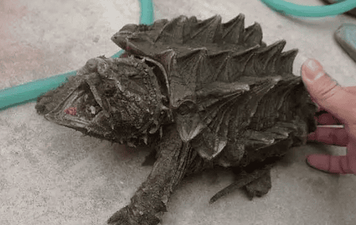 Raising alligator turtles, raising alligator turtles is very simple and convenient