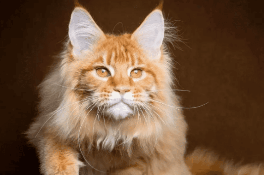 The top ten most popular cats, is your 