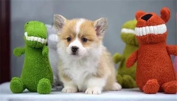 How much does a purebred Corgi dog cost? How to choose a good Corgi