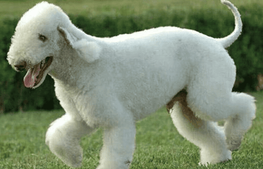 Comprehensive dog grooming pictures of dogs with long and flat faces