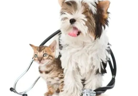 Little knowledge about deworming dogs and cats