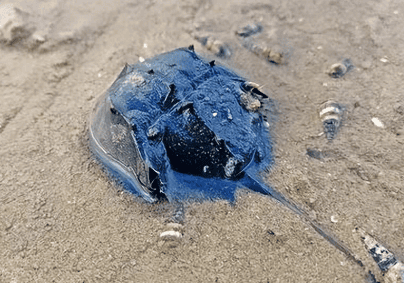 Limulus crab What is the value of blue blood?