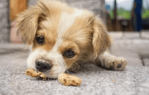 Can dogs eat peanuts?