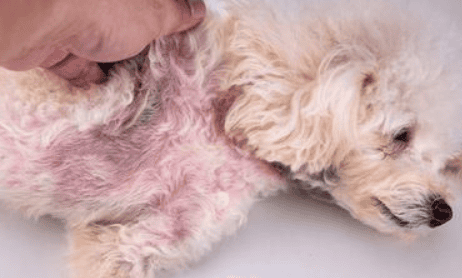  Can dogs' skin ringworm be treated with human medicine?