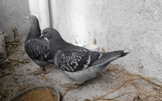 American King Pigeons How to breed, complete feed formula for pigeon breeding