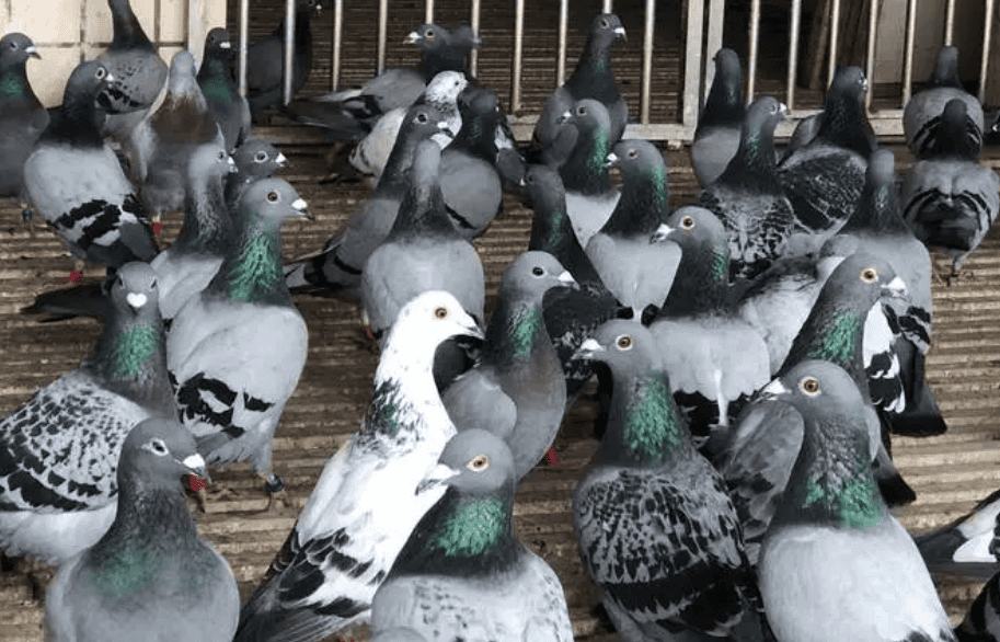 The veteran racing pigeons teach each other the secrets of winning - raising 