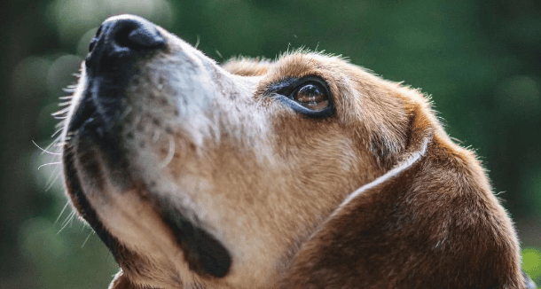 These 5 reasons why dogs always shed hair, you Is your dog infected? 