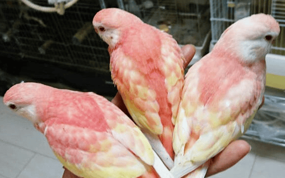 Pink autumn grass Are parrots easy to raise?