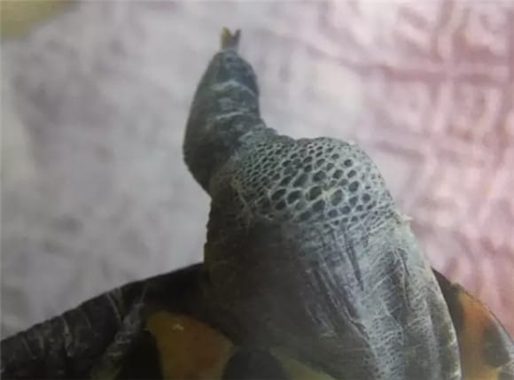 Prevention and treatment of common turtle diseases: joint cavity tumors