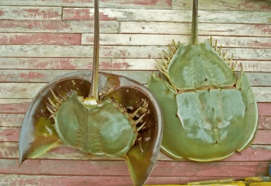 of horseshoe crab Efficacy and food value