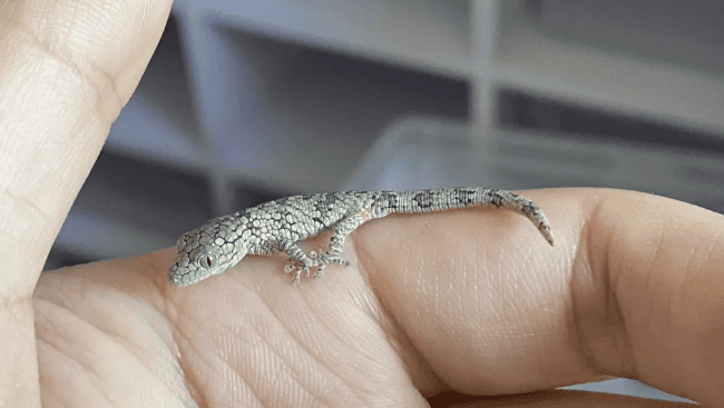 Crocodile Scale Gecko Breeding