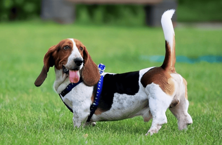 Comprehensive list of short-legged dog names and breeds