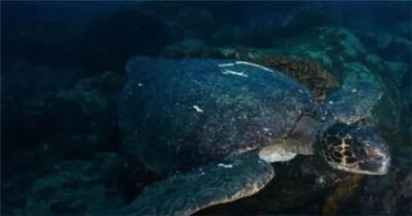 Ranking of the world's largest water turtles: Do you know the top ten largest turtles in the world?