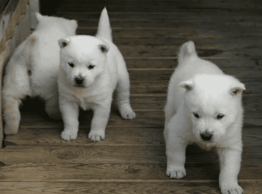  Kishu Inu Puppy Picture IQ Ranking