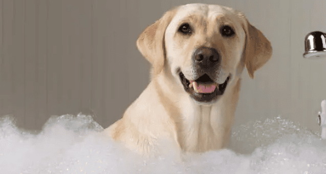  What is the best way to bathe a dog?