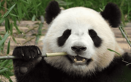 Isn't the giant panda an iron-eater? But it's too weak, it's highly myopic, it's forced to eat bamboo