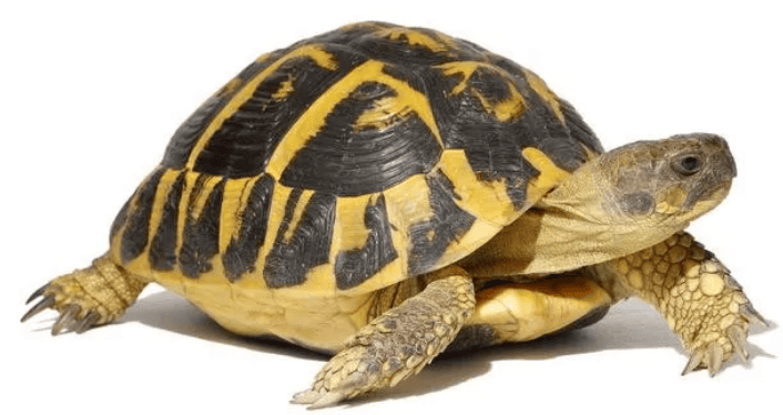 How to walk with a turtle and walk faster? Share five tips, the last one is very important! /p><p>3. Use appropriate walking tools</p><p>In order to keep the turtle at a certain speed when walking, we can use some special walking tools. For example, there are some walking cars on the market specially designed for tortoises. The turtle can be placed on the car and the speed of the car can be controlled by pulling the rope. In this way, the safety of the turtle can be ensured and the owner can control the speed of the walk. Of course, when choosing a walking tool, make sure the tool is suitable for the turtle's size and habits to avoid discomfort to the turtle. </p><p style=