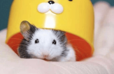 How can I make a hamster more familiar with its owner and stop biting? 