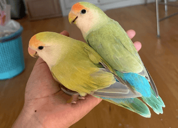 Peony parrots Not a pair