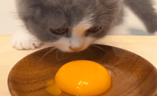 Can cats eat egg yolks? 5 benefits of cats eating egg yolks Inventory