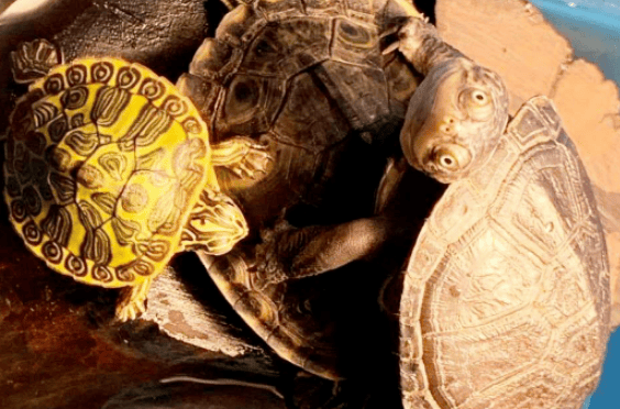 There are so many benefits to raising a turtle at home, so many No one knows? 