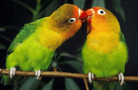 Peony parrot How to correct biting