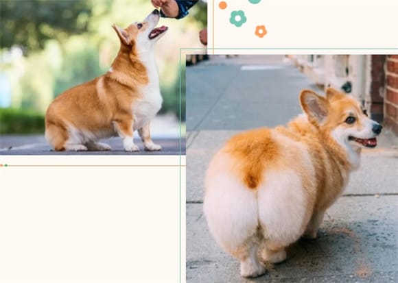 Why does Corgi have a tail? No tail