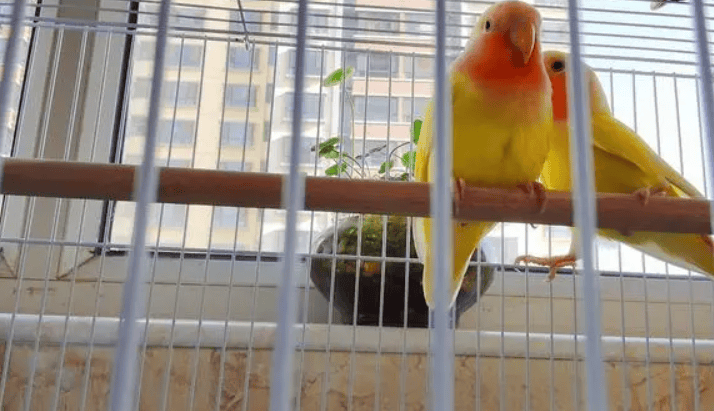 What are the feeding and taboos for yellow peach parrots? 