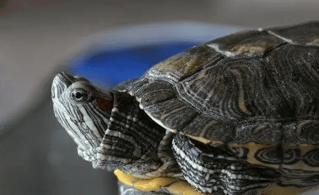  The best species to choose for children to raise turtles