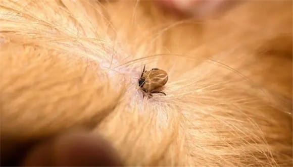 Cats What to do if fleas jump to people