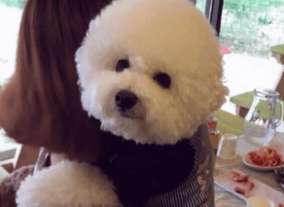 To tell you the truth, the real Bichon Frize The 