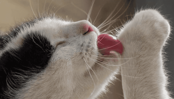 Why does the cat keep licking itself?