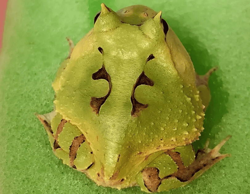 Horn One of the frog species, the horned frog