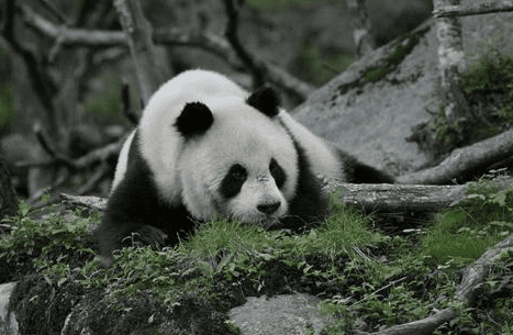 Isn't the giant panda an iron-eater? But it's too weak, it's highly myopic, it's forced to eat bamboo