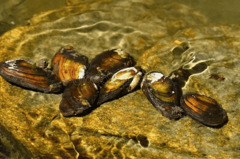  Are river mussels edible? Why are river mussels that no one ate in the past now rare? /p><p>In the past, few people in rural areas ate river mussels. On the one hand, some people had misunderstandings about it. Many people think that the fishy smell of river mussels is too strong, and they like to live in muddy areas, so they think that river mussels are fishy and dirty. </p><p>But in fact, river mussels have no fishy smell after being processed cleanly, but it is more troublesome to handle. It does smell very fishy if you don't know how to deal with it. Moreover, river mussels have relatively high requirements for water quality. Although they like to live in a silt environment, they have high requirements for water quality. If the water quality is polluted, they will have difficulty surviving. Generally, where there are river mussels, it means that the water quality in this place is good. </p><p>On the other hand, river mussels have little meat, which tests cooking skills. </p><p>Some people say that river mussels are unpalatable, fishy, ​​chewy, and not tasty at all, so they dislike them. But this is because they mishandled the mussels. Anyone who really knows how to cook knows that the meat of river mussels is very tender and tastes quite delicious. But if the heat is not controlled properly during cooking, it will be 