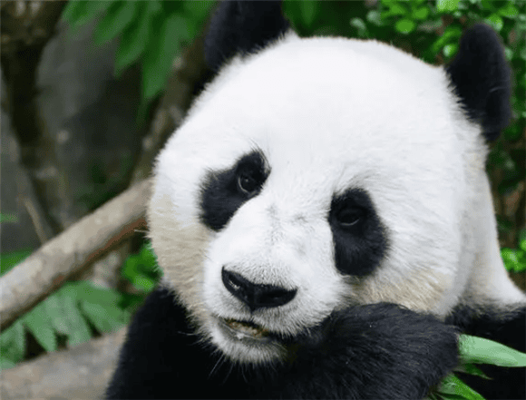 Giant pandas: one of the cutest animals in the world, come and learn about their lives with me